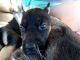 Labrador Husky Puppies for sale in Carnesville, GA 30521, USA. price: $65