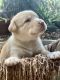 Labrador Husky Puppies for sale in Tampa, FL, USA. price: $600