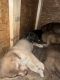 Labrador Husky Puppies for sale in Bradenton, FL, USA. price: $300