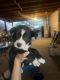 Labrador Husky Puppies for sale in Phoenix, AZ, USA. price: $100
