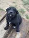 Labrador Husky Puppies for sale in Craig, CO 81625, USA. price: $600