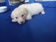 Labrador Husky Puppies for sale in Round Rock, TX, USA. price: $500