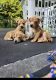Labrador Husky Puppies for sale in Douglasville, GA 30135, USA. price: NA