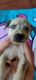 Labrador Husky Puppies for sale in Prairieville, LA 70769, USA. price: $50
