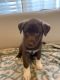 Labrador Husky Puppies for sale in Thomasville, NC 27360, USA. price: $500