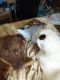 Labrador Husky Puppies for sale in Greensboro, NC, USA. price: $100