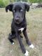 Labrador Husky Puppies for sale in Bemidji, MN 56601, USA. price: NA