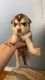 Labrador Husky Puppies for sale in Port Barre, LA 70577, USA. price: NA