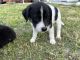 Labrador Husky Puppies for sale in 27881 New York St, Bonita Springs, FL 34135, USA. price: $550