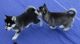 Labrador Husky Puppies for sale in California City, California. price: $400