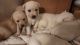 Labrador Husky Puppies for sale in Sandy, Oregon. price: $500
