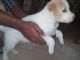Labrador Husky Puppies for sale in Nagpur, Maharashtra 440001, India. price: 4000 INR