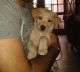 Labrador Husky Puppies for sale in Patiala, Punjab 147001, India. price: 4000 INR