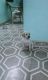 Labrador Husky Puppies for sale in Bikaner, Rajasthan, India. price: 4500 INR