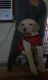 Labrador Husky Puppies for sale in New Delhi, Delhi 110001, India. price: 10000 INR