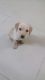 Labrador Husky Puppies for sale in Bengaluru, Karnataka 560001, India. price: 7500 INR