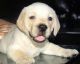 Labrador Husky Puppies for sale in Vasai, Maharashtra 401202, India. price: 6500 INR