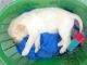 Labrador Husky Puppies for sale in Surat, Gujarat, India. price: 10000 INR