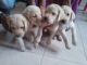 Labrador Husky Puppies for sale in Thiruvananthapuram, Kerala 695001, India. price: 4000 INR