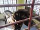 Labrador Husky Puppies for sale in Kollam, Kerala 691001, India. price: 8000 INR