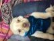 Labrador Husky Puppies for sale in New Delhi, Delhi 110001, India. price: 3500 INR