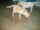 Labrador Husky Puppies for sale in New Delhi, Delhi 110001, India. price: 5000 INR