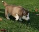 Labrador Husky Puppies for sale in Kansas City, MO, USA. price: NA