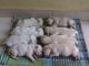 Labrador Husky Puppies for sale in Chennai, Tamil Nadu, India. price: 7000 INR