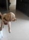 Labrador Husky Puppies for sale in Bengaluru, Karnataka 560001, India. price: 6500 INR
