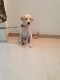 Labrador Husky Puppies for sale in Bengaluru, Karnataka 560001, India. price: 15000 INR