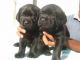 Labrador Husky Puppies for sale in Surat, Gujarat, India. price: 9000 INR