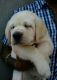 Labrador Husky Puppies for sale in Surat, Gujarat, India. price: 9000 INR