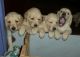 Labrador Husky Puppies for sale in Mumbai, Maharashtra, India. price: 10000 INR