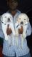 Labrador Husky Puppies for sale in Mumbai, Maharashtra, India. price: 10000 INR