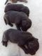 Labrador Husky Puppies