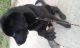 Labrador Husky Puppies for sale in Panipat, Haryana 132103, India. price: 12000 INR