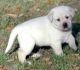 Labrador Husky Puppies for sale in Los Angeles, CA, USA. price: NA