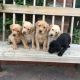 Labrador Husky Puppies for sale in Montgomery, AL, USA. price: NA
