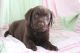 Labrador Husky Puppies for sale in Canton, OH, USA. price: NA