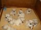 Labrador Husky Puppies for sale in Indianapolis Blvd, Hammond, IN, USA. price: NA
