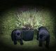 Labrador Husky Puppies for sale in TX-249, Houston, TX, USA. price: NA