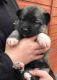 Labrador Husky Puppies for sale in Virginia Beach, VA, USA. price: NA