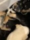 Labrador Husky Puppies for sale in Houston, TX, USA. price: NA