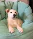 Labrador Husky Puppies for sale in Riverside, CA, USA. price: $50