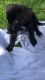 Labrador Husky Puppies for sale in Daphne, AL, USA. price: NA