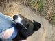 Labrador Husky Puppies for sale in Springdale, AR, USA. price: NA