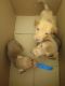 Labrador Husky Puppies for sale in Pierson, MI 49339, USA. price: $125