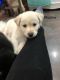 Labrador Husky Puppies for sale in Chicora, PA 16025, USA. price: $150