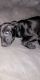 Labrador Husky Puppies for sale in Detroit, MI, USA. price: NA