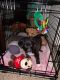 Labrador Husky Puppies for sale in Durham, NC, USA. price: NA